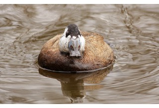 © Николай Петков, www.naturephotos.eu