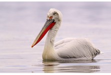 Къдроглав пеликан, ©Nicky Petkov/www.NaturePhotos.eu
